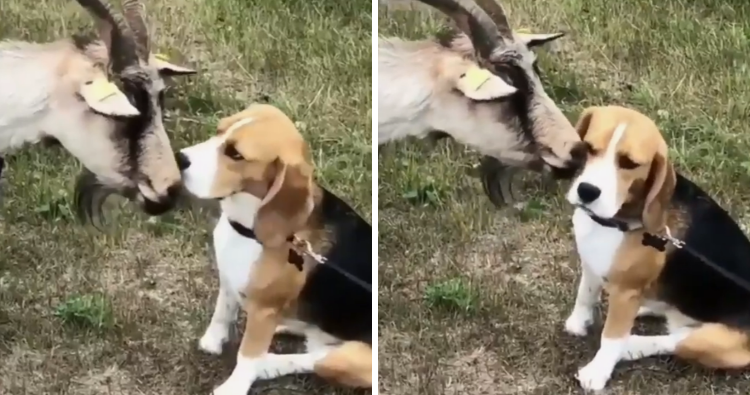 “A Wise Goat Provides Comfort to a Solitary Beagle”